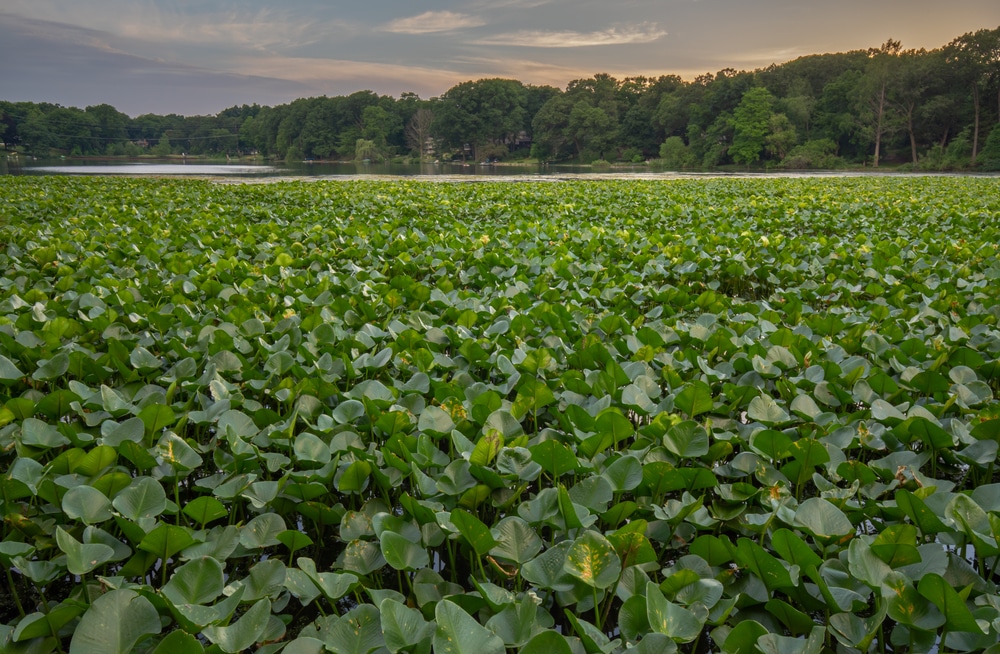 Woods Lake Park is one of the most beautiful Parks in Kalamazoo