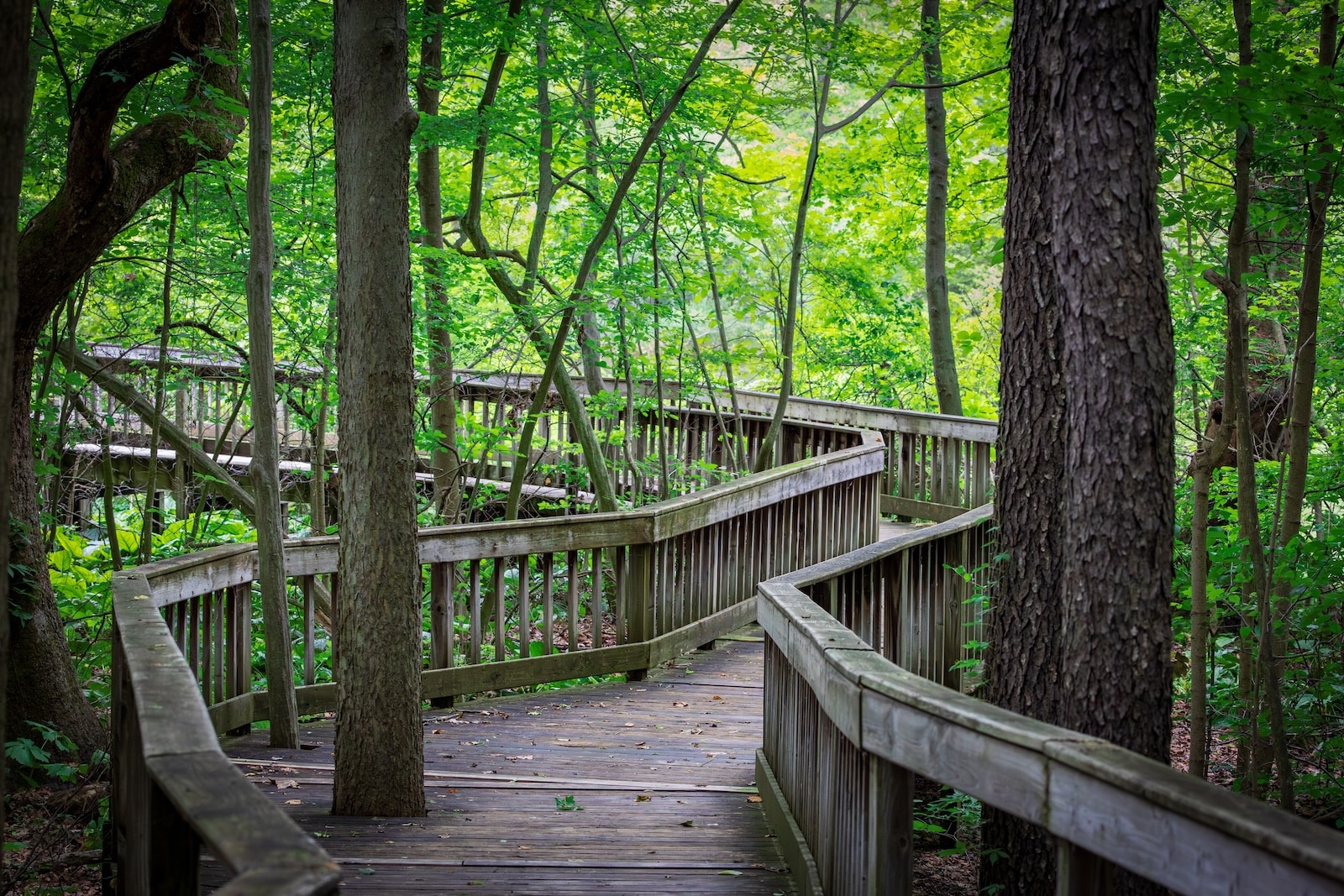 Birdwatching at the kalamazoo nature center 2 Beautiful forest trail, ideal for birdwatching at the kalamazoo nature center