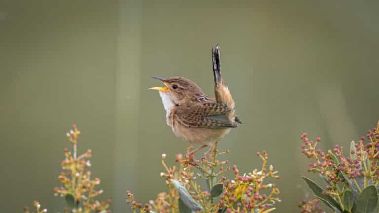 Welcome 3 The sedge wren is often sighted when birdwatching at the kalamazoo nature center