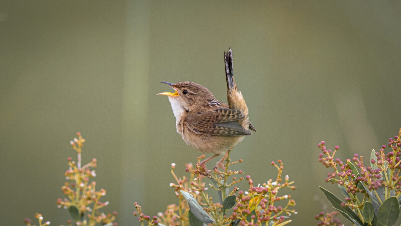 Birdwatching at the kalamazoo nature center 1 The sedge wren is often sighted when birdwatching at the kalamazoo nature center